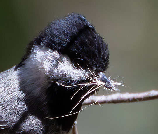 Mexican Chickadee Poecile sclateri 