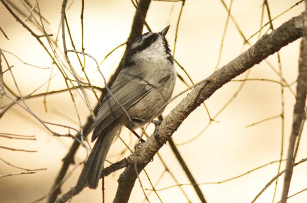 Mountain Chickadee Poecile gambeli