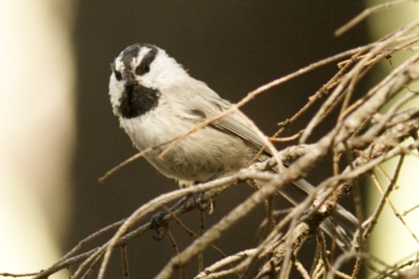 Mountain Chickadee Poecile gambeli