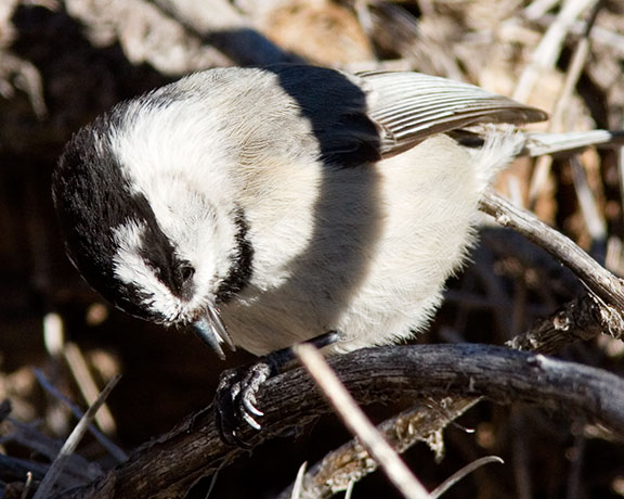 Mountain Chickadee Poecile gambeli