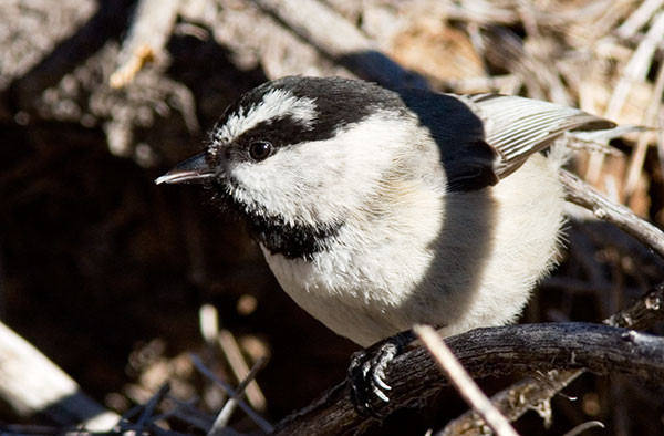 Mountain Chickadee Poecile gambeli