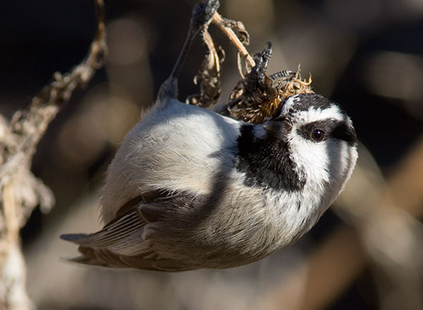 Mountain Chickadee Poecile gambeli