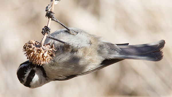 Mountain Chickadee Poecile gambeli