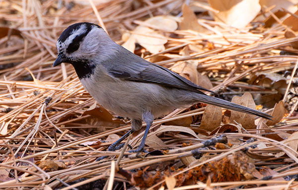 Mountain Chickadee Poecile gambeli
