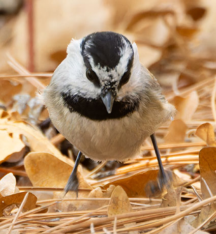 Mountain Chickadee Poecile gambeli