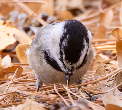 Mountain Chickadee Poecile gambeli
