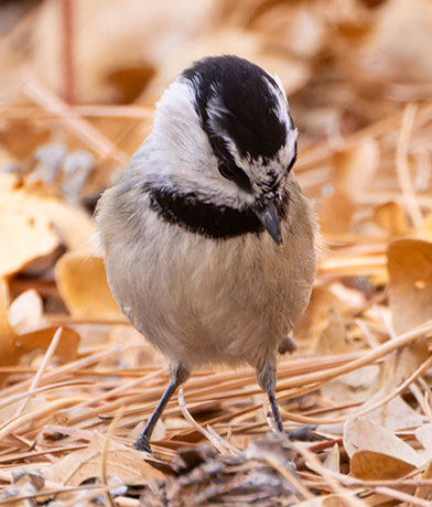 Mountain Chickadee Poecile gambeli