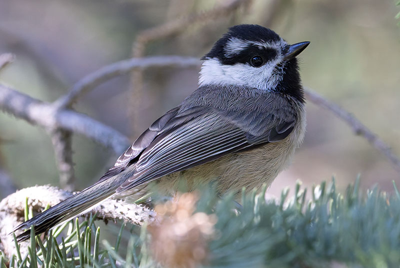 Mountain Chickadee Poecile gambeli