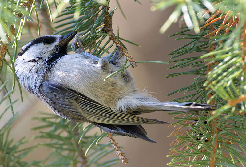 Mountain Chickadee Poecile gambeli