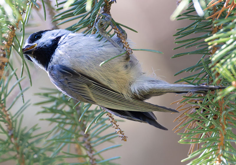 Mountain Chickadee Poecile gambeli