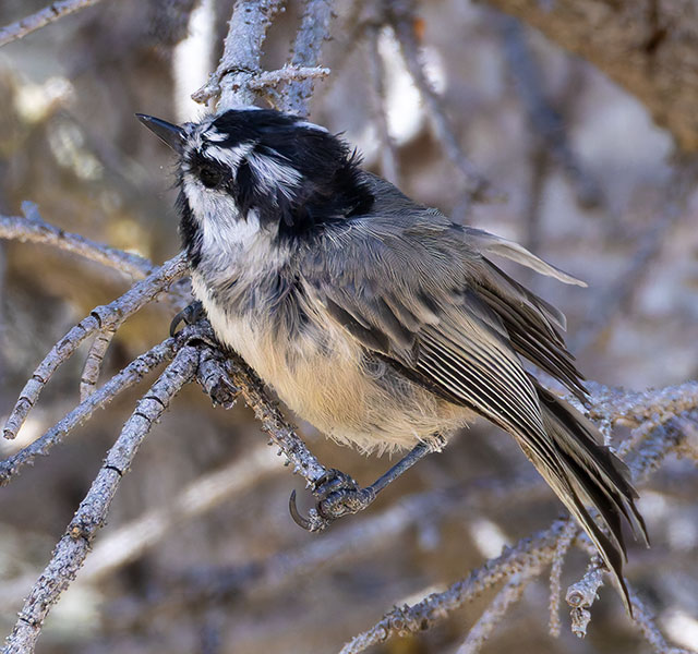 Mountain Chickadee Poecile gambeli