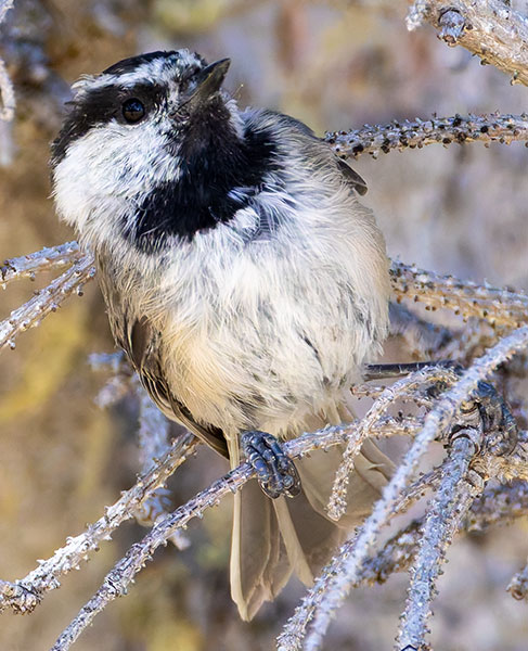 Mountain Chickadee Poecile gambeli