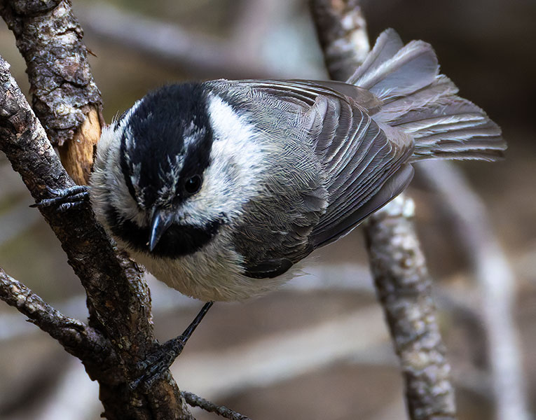 Mountain Chickadee Poecile gambeli