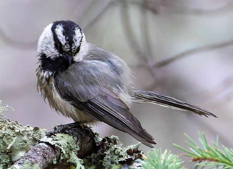 Mountain Chickadee Poecile gambeli