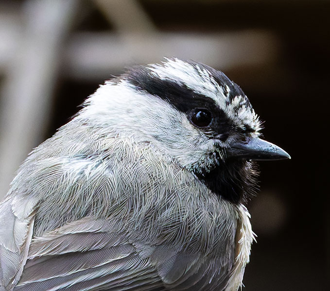 Mountain Chickadee Poecile gambeli
