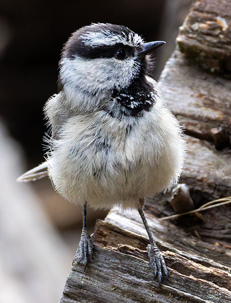 Mountain Chickadee Poecile gambeli