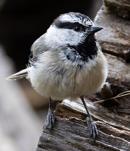 Mountain Chickadee Poecile gambeli