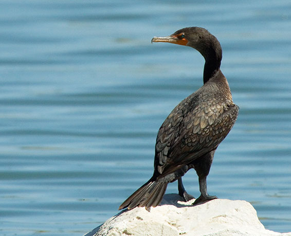 Double-crested Cormorant Phalacrocorax auritus  