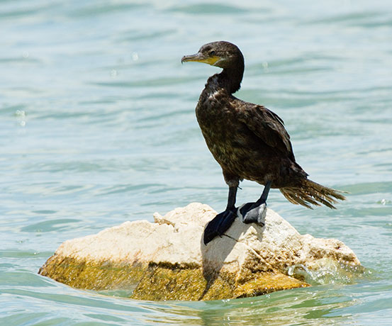 Neotropic Cormorant Phalacrocorax brasilianus 