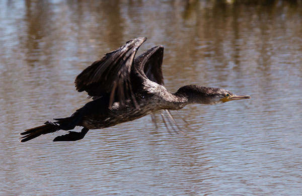 Neotropic Cormorant Phalacrocorax brasilianus 