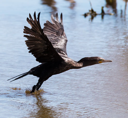 Neotropic Cormorant Phalacrocorax brasilianus 