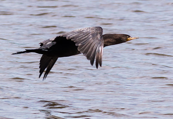 Neotropic Cormorant Phalacrocorax brasilianus 
