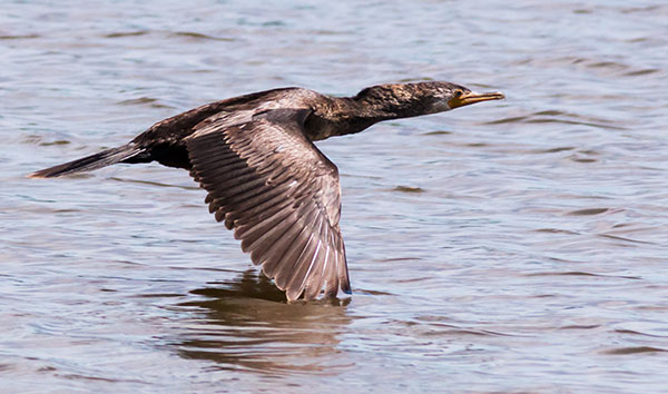 Neotropic Cormorant Phalacrocorax brasilianus 