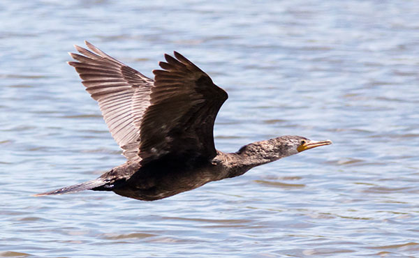 Neotropic Cormorant Phalacrocorax brasilianus 