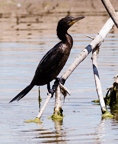 Neotropic Cormorant Phalacrocorax brasilianus 