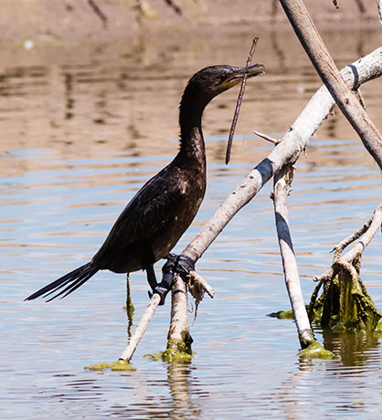 Neotropic Cormorant Phalacrocorax brasilianus 
