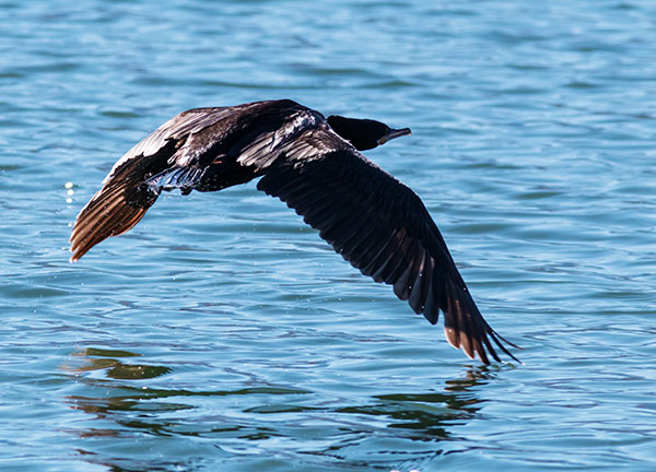 Neotropic Cormorant Phalacrocorax brasilianus 