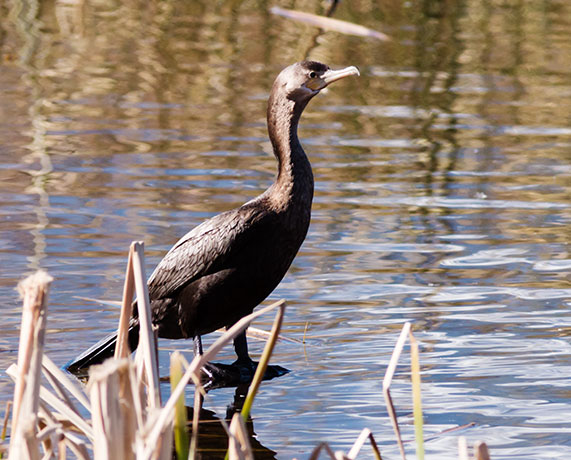 Neotropic Cormorant Phalacrocorax brasilianus 