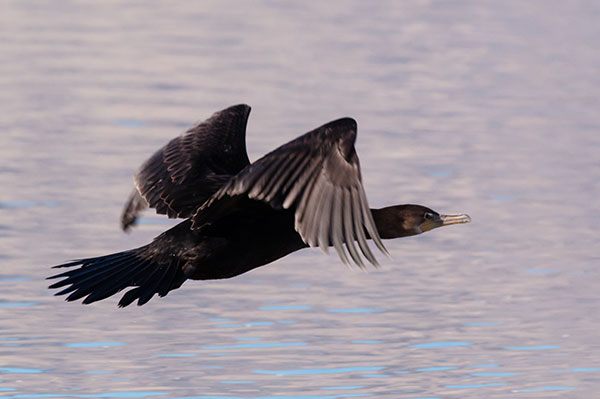 Neotropic Cormorant Phalacrocorax brasilianus 