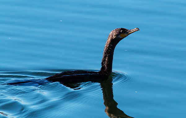 Neotropic Cormorant Phalacrocorax brasilianus 