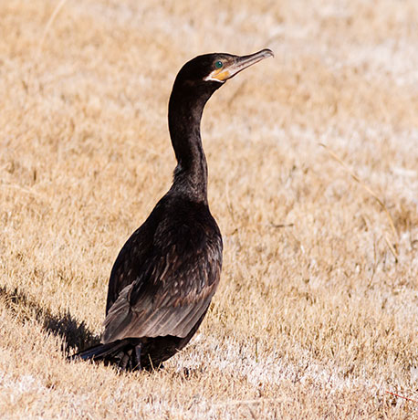 Neotropic Cormorant Phalacrocorax brasilianus 