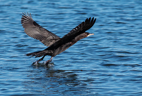 Neotropic Cormorant Phalacrocorax brasilianus 