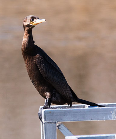 Neotropic Cormorant Phalacrocorax brasilianus 