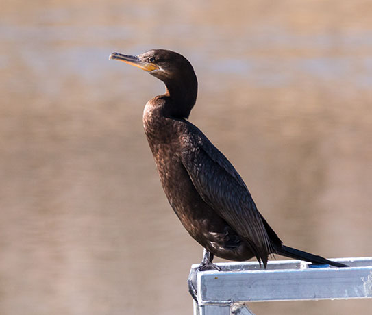 Neotropic Cormorant Phalacrocorax brasilianus 