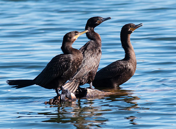 Neotropic Cormorant Phalacrocorax brasilianus 