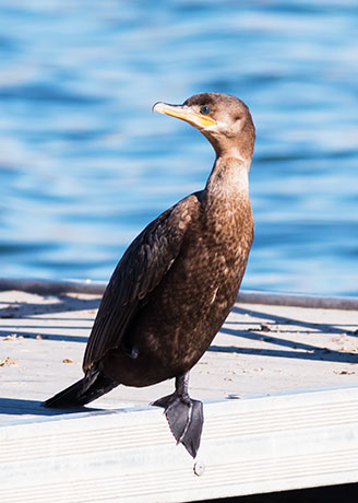 Neotropic Cormorant Phalacrocorax brasilianus 