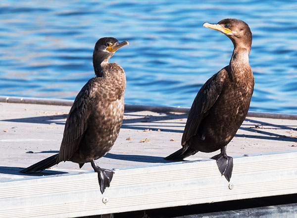 Neotropic Cormorant Phalacrocorax brasilianus 