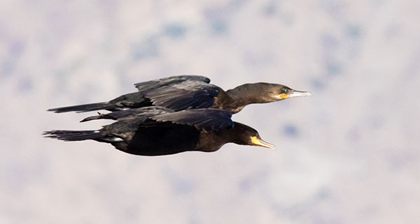 Neotropic Cormorant Phalacrocorax brasilianus 