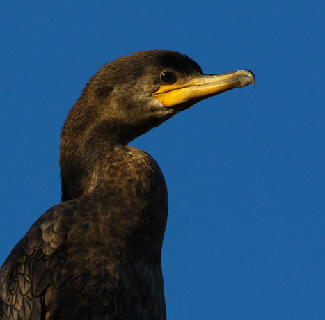 Neotropic Cormorant Phalacrocorax brasilianus 