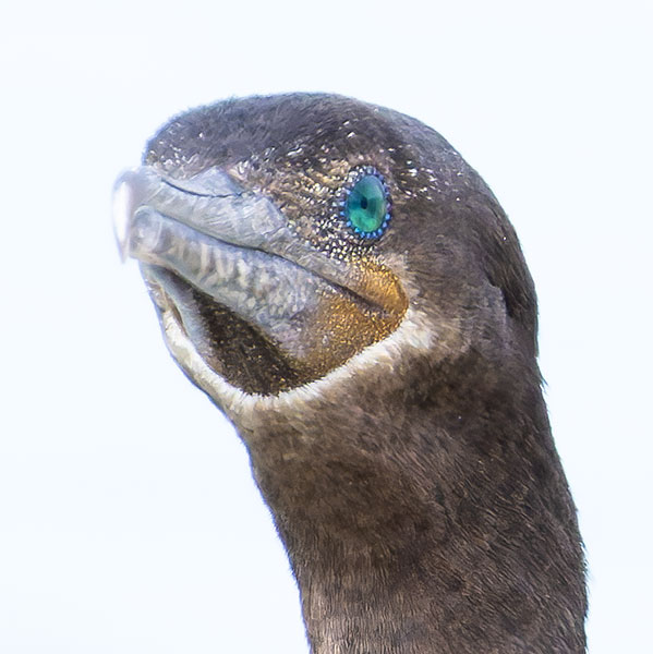 Neotropic Cormorant Phalacrocorax brasilianus 