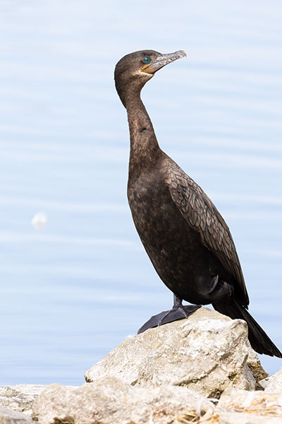 Neotropic Cormorant Phalacrocorax brasilianus 