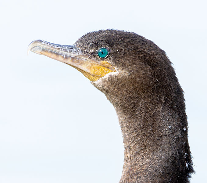 Neotropic Cormorant Phalacrocorax brasilianus 