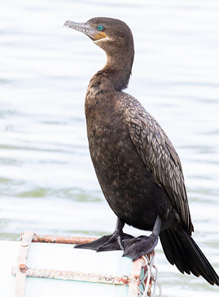 Neotropic Cormorant Phalacrocorax brasilianus 