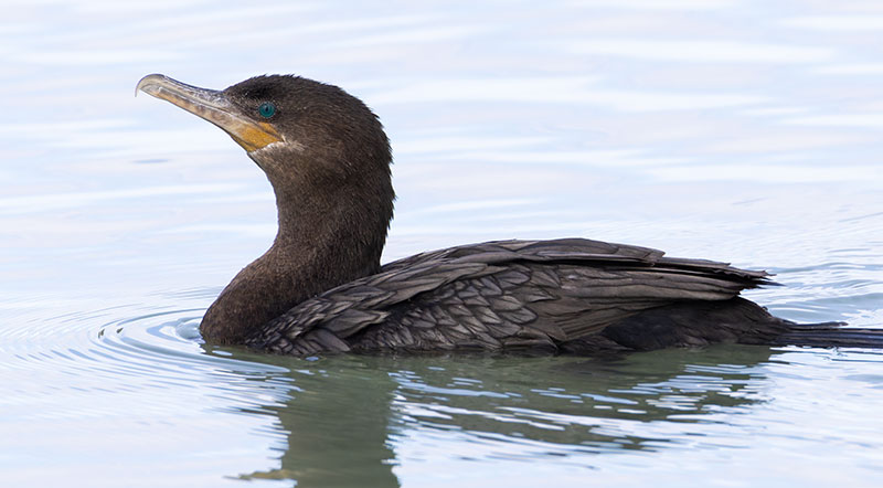 Neotropic Cormorant Phalacrocorax brasilianus 