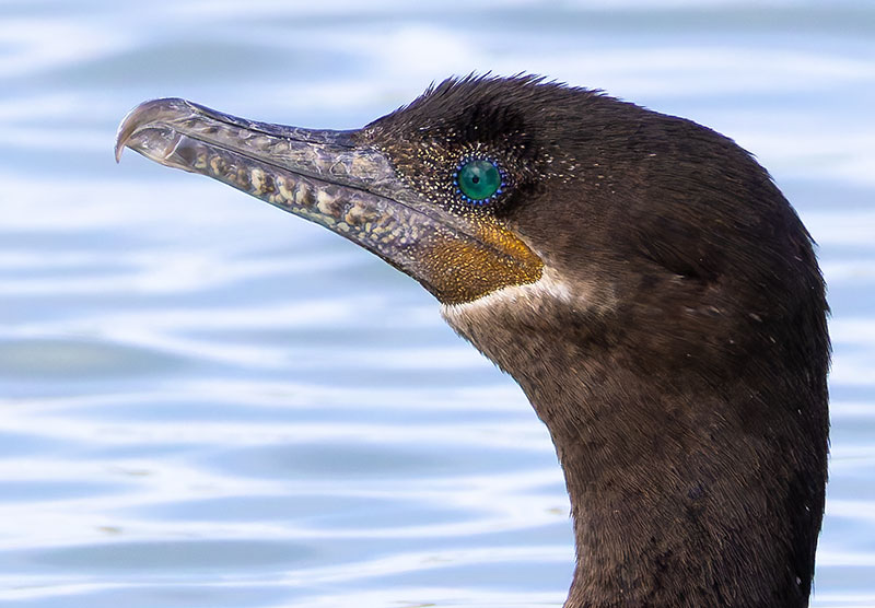 Neotropic Cormorant Phalacrocorax brasilianus 