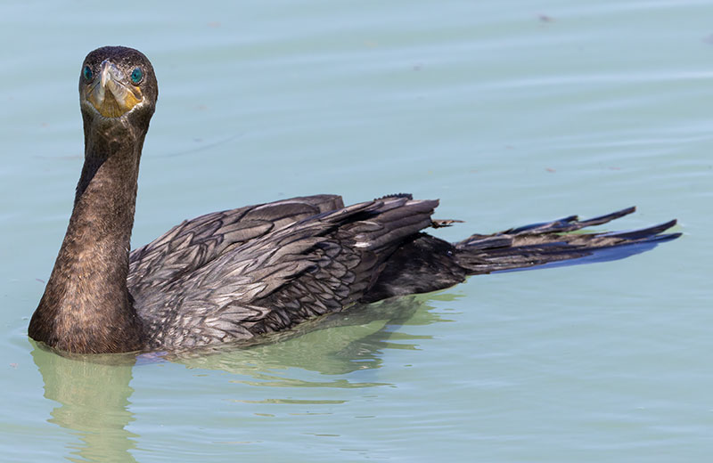 Neotropic Cormorant Phalacrocorax brasilianus 